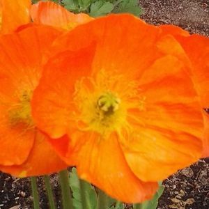 Meet your Posher, Elizabeth hullett