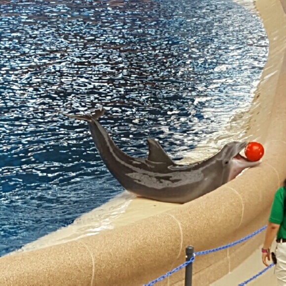 Meet your Posher, Desiree - Picture 1 of 1