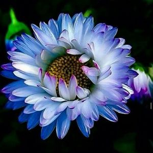 Meet your Posher, Annette