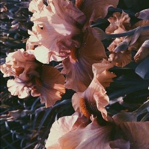 Meet your Posher, Shayla