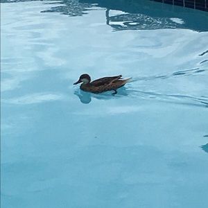 Meet your Posher, Leslie