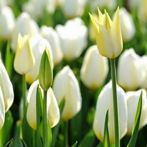 Meet your Posher, Erika