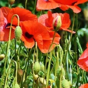 Meet your Posher, Annette