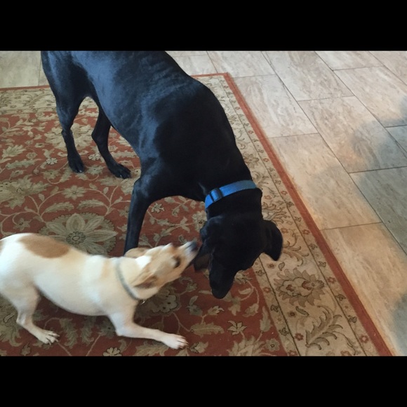 Meet your Posher, Abby - Picture 1 of 1