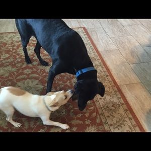 Meet your Posher, Abby