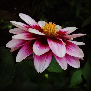 Meet your Posher, Sydney