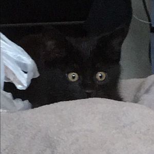 Meet your Posher, Abbey