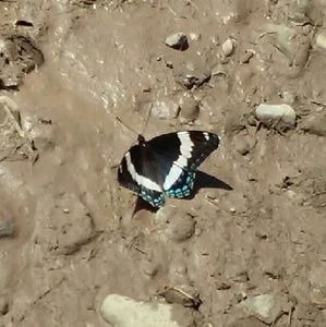 Meet your Posher, Kaia