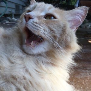 Meet your Posher, Caroline