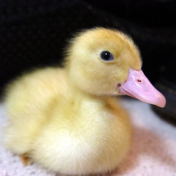 Meet your Posher, Dux. <(*^*)> - Picture 1 of 1