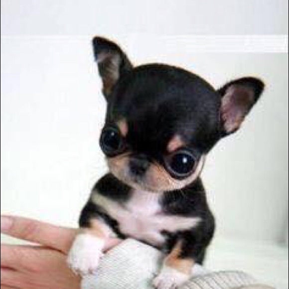 Meet your Posher, Beatriz - Picture 1 of 1