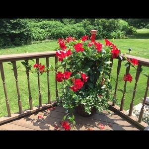 Meet your Posher, Michele