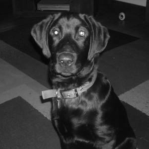 Meet your Posher, Janis