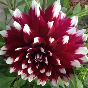 Meet your Posher, Irma