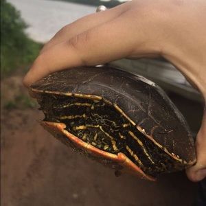 Meet your Posher, Hailey