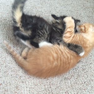 Meet your Posher, Allie