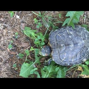 Meet your Posher, Meghan