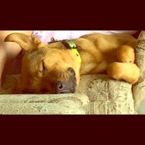 NOT FOR SALE YET❣😂😇🐶