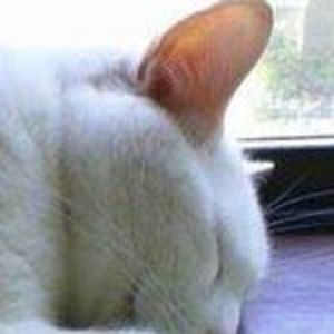 Meet your Posher, Joey