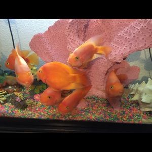 Meet your Posher, Karla