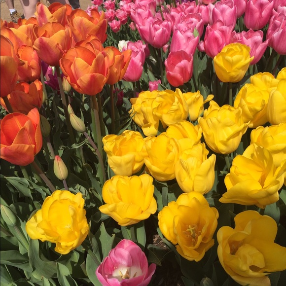 Meet your Posher, Lisa - Picture 1 of 1