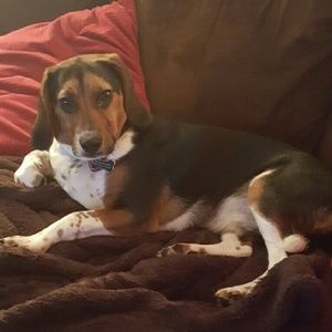 Meet your Posher, Morgan