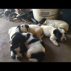 Meet your Posher, Audrey