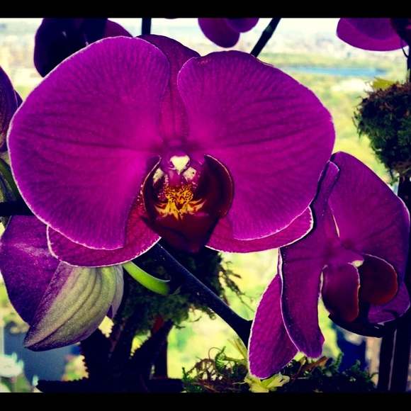 Meet your Posher, Susan