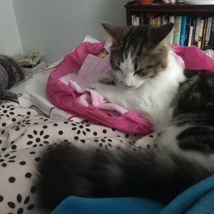 my cat LOVES when I order things on here