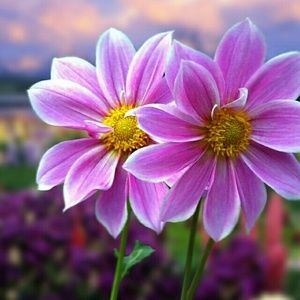 Meet your Posher, Bridget