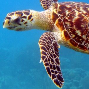 Meet your Posher, Lily