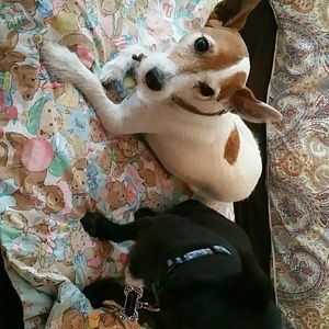 Meet your Posher, Jacqueline