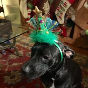 Meet your Posher, Anne