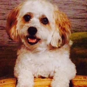 Meet your Posher, Ty daniel