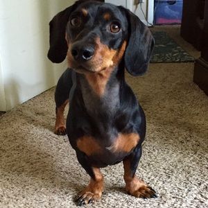 Meet your Posher, Kace