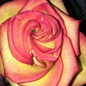 Meet your Posher, Rose