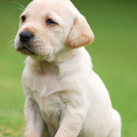 Meet your Posher, Hazel