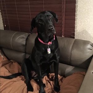 Meet your Posher, Joni