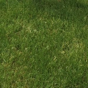 Meet your Posher, Skylar