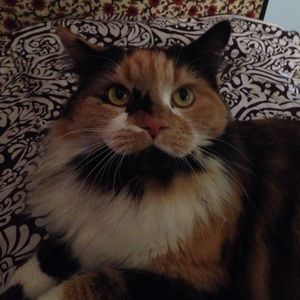 Meet your Posher, Justine