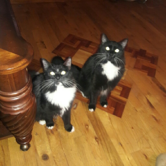 Meet your Posher, Bob - Picture 4 of 5