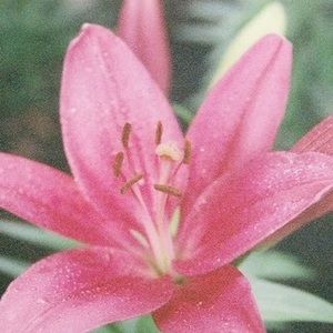 Meet your Posher, Julia