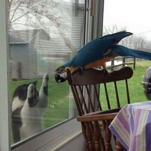 Meet your Posher, Melody