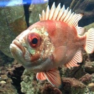 Meet your Posher, Kasey