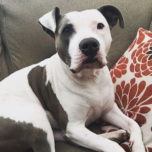 Meet your Posher, Angel