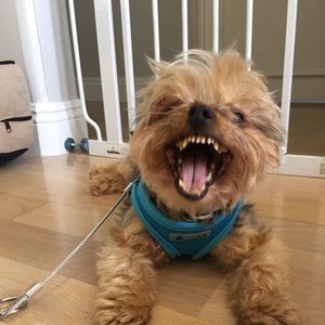 Meet your Posher, Norma