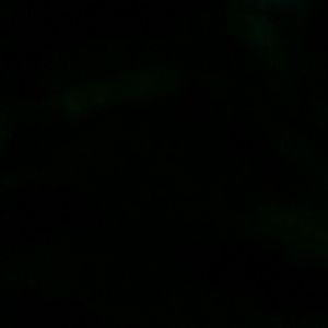 Meet your Posher, Lanicia