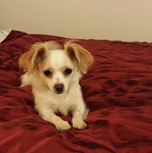 Meet your Posher, Stella