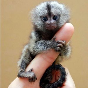 Meet your Posher, Daisy