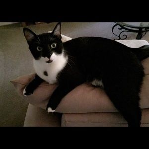 Meet your Posher, Summer